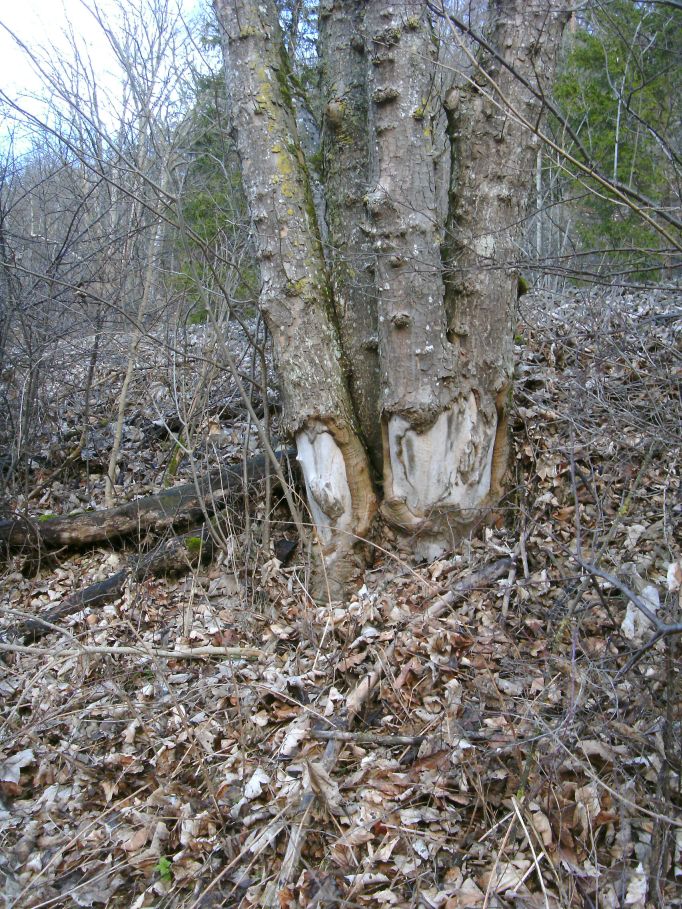  (Gr&ouml;&szlig;e ca. 221 kb)