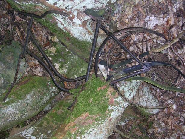Fahhrad im Baum(Gr&ouml;&szlib;e ca. 72 kB)