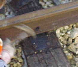 Alte L&ouml;cher verd&uuml;beln (Gr&ouml;&szlig;e ca. 6 Kb)