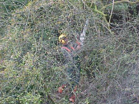 Im Gestr&uuml;pp (Gr&ouml;&szlig;e ca 46 kb)