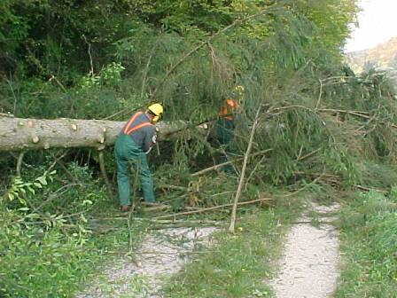 Ausasten (Gr&ouml;&szlig;e ca 35 kb)