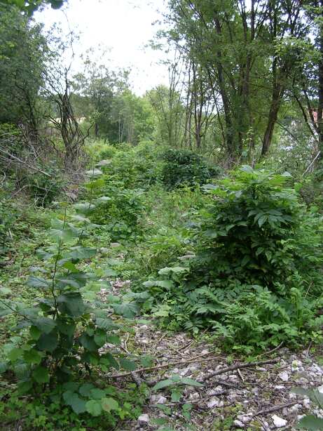 Die natur schl&auml;gt zur&uuml;ck (Gr&ouml;&szlig;e ca. 62 kB)