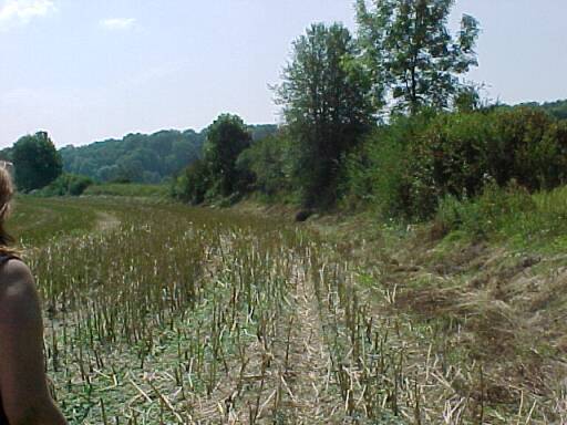 Bahndamm Richtung Egaubr&uuml;cke (Gr&ouml;&szlig;e ca. 37 kB)