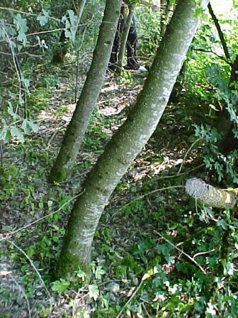 Bahndamm im Urwald (Gr&ouml;&szlig;e ca. 46 kB)