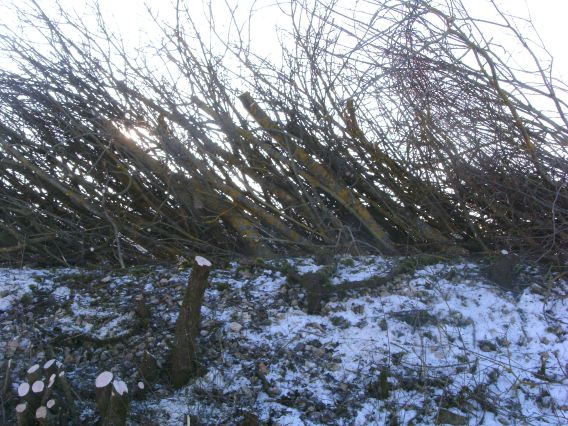  (Gr&ouml;&szlig;e ca. 136 kB)