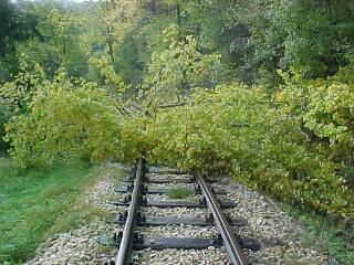 Ein Baum liegt quer (Gr&ouml;&szlig;e ca. 23kB)