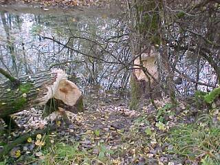 die Ursache (Gr&ouml;&szlig;e ca. 26kB)