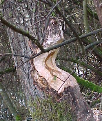 Der f&auml;llt auch bald (Gr&ouml;&szlig;e ca. 39kB)