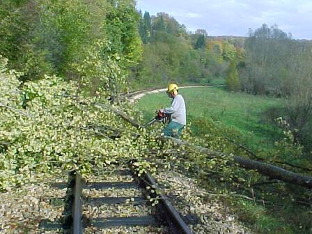 Der Baum wird zerlegt (Gr&ouml;&szlig;e ca. 36kB)