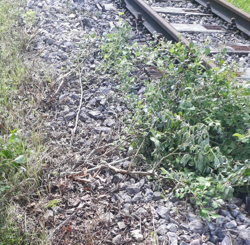 wiederspenstiges Gestr�pp (Gr&ouml;&szlig;e ca. 251 kb)